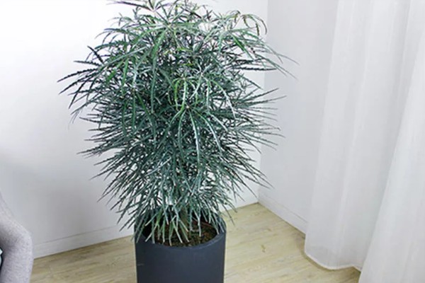 孔雀木掉叶子的原因，温度不当、光照强烈等因素所致