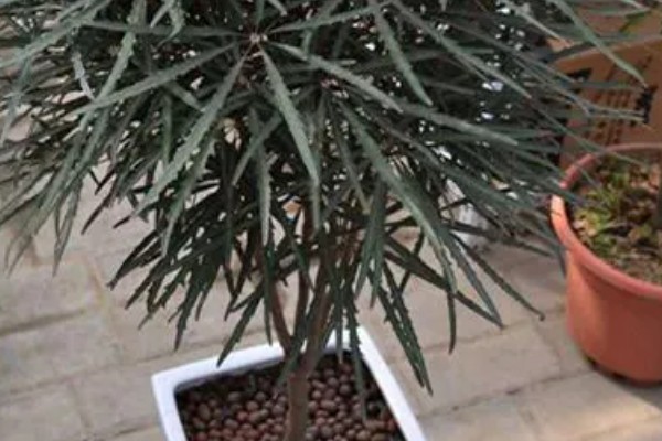 孔雀木掉叶子的原因，温度不当、光照强烈等因素所致