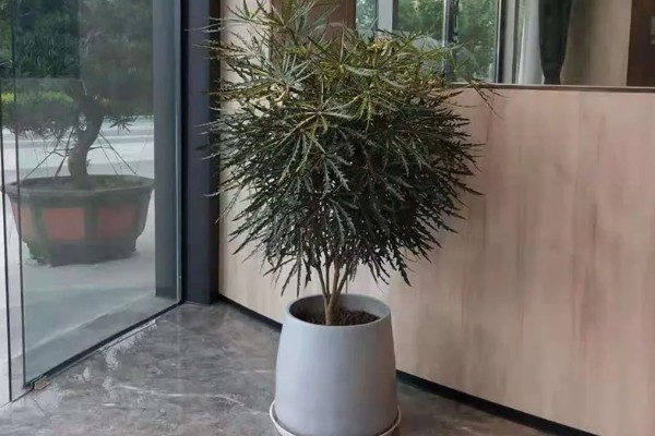 孔雀木掉叶子的原因，温度不当、光照强烈等因素所致