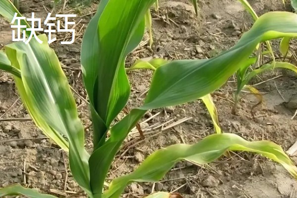 玉米缺素的症状及矫正技术,缺不同元素的症状不同