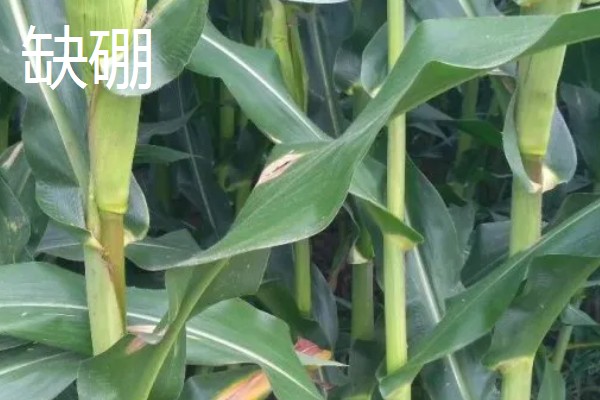 玉米缺素的症状及矫正技术,缺不同元素的症状不同