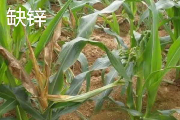玉米缺素的症状及矫正技术,缺不同元素的症状不同