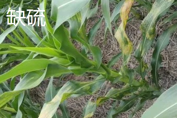 玉米缺素的症状及矫正技术,缺不同元素的症状不同