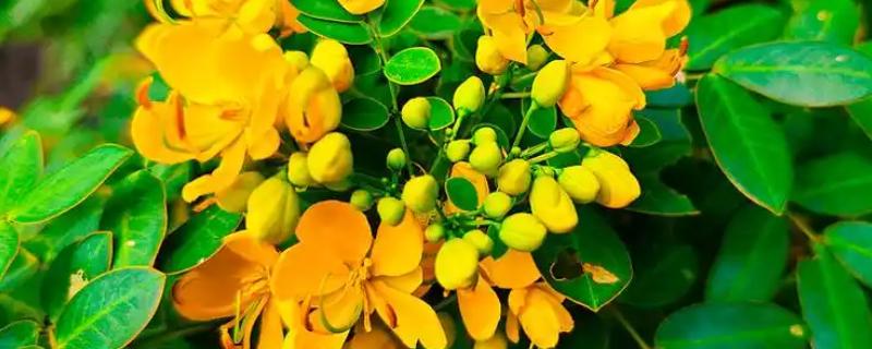 双荚决明的耐寒温度，可耐寒-5℃