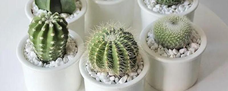 仙人球根部腐烂的原因，可能是土壤不通风导致的