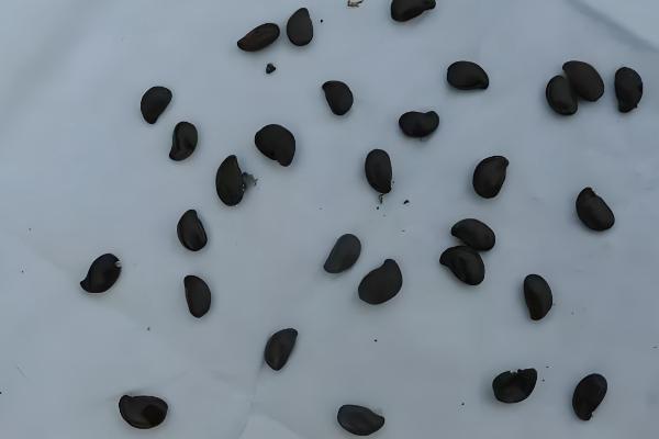 双荚决明的耐寒温度，可耐寒-5℃