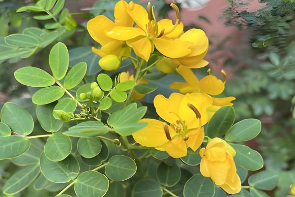 双荚决明的耐寒温度，可耐寒-5℃