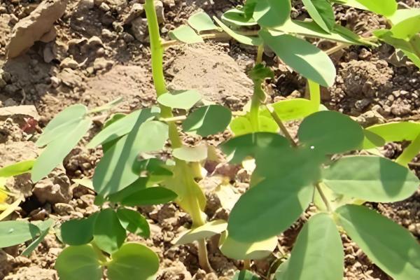 双荚决明的耐寒温度，可耐寒-5℃