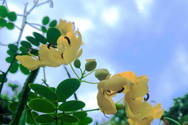 双荚决明的耐寒温度，可耐寒-5℃