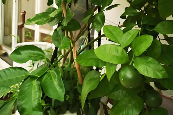 阳台种柚子树好不好，想要它开花结果则不适合