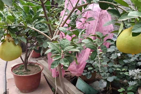 阳台种柚子树好不好，想要它开花结果则不适合