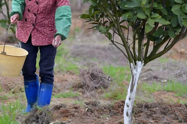 阳台种柚子树好不好，想要它开花结果则不适合