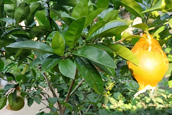 阳台种柚子树好不好，想要它开花结果则不适合
