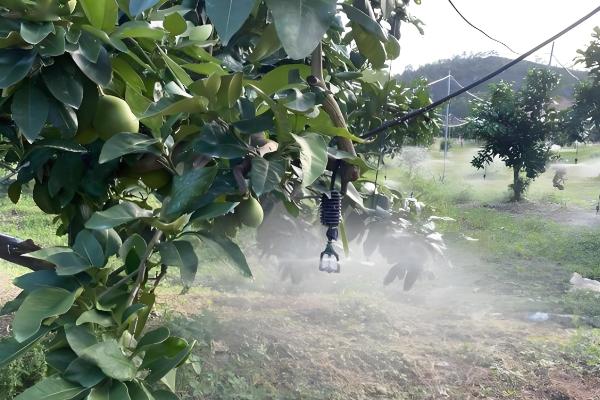 阳台种柚子树好不好，想要它开花结果则不适合