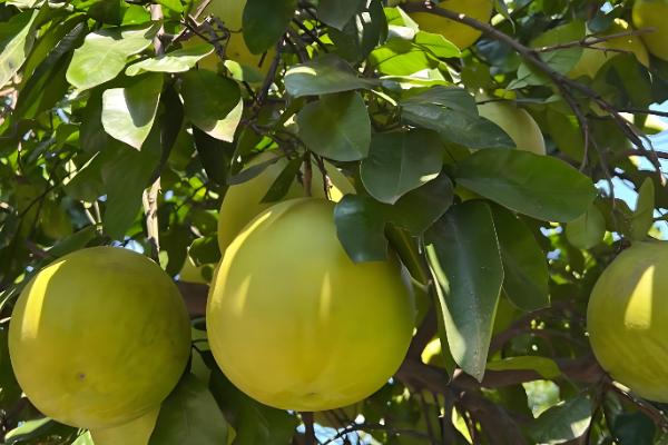阳台种柚子树好不好，想要它开花结果则不适合