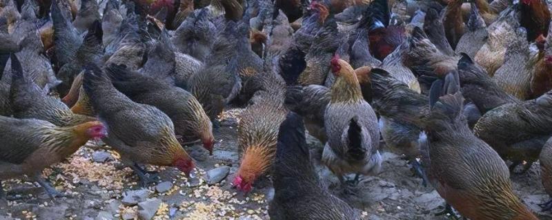 斗鸡肉与土鸡肉有什么区别，主要在于颜色、口感不同