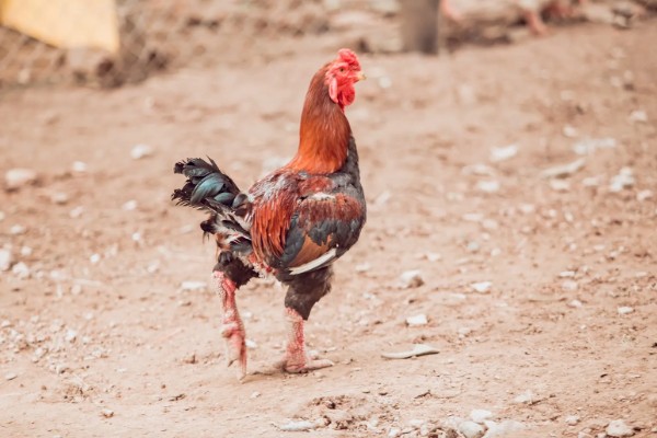 斗鸡肉与土鸡肉有什么区别，主要在于颜色、口感不同