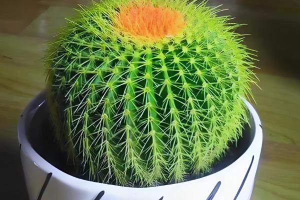 仙人球根部腐烂的原因，可能是土壤不通风导致的