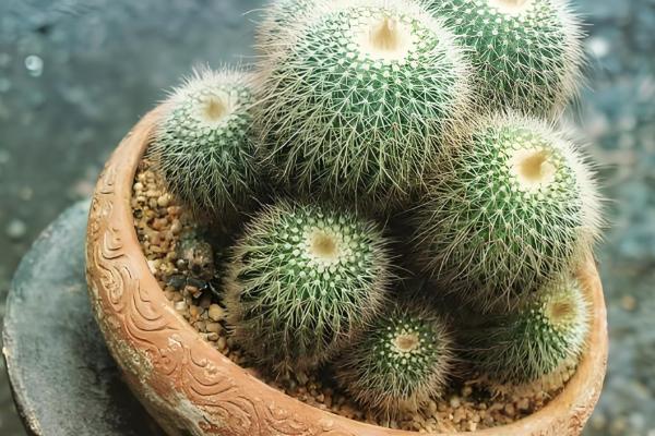 仙人球根部腐烂的原因，可能是土壤不通风导致的