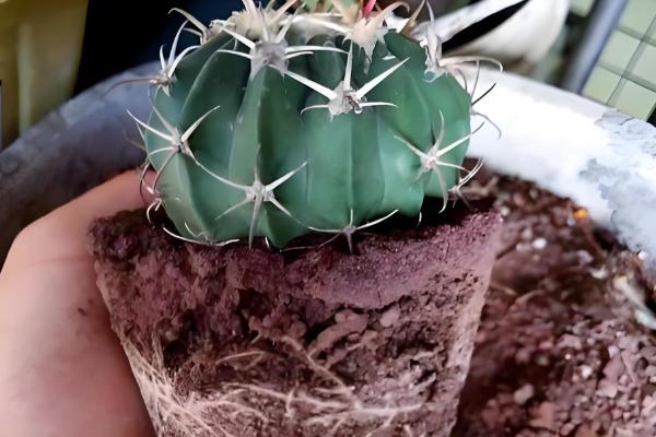 仙人球根部腐烂的原因，可能是土壤不通风导致的