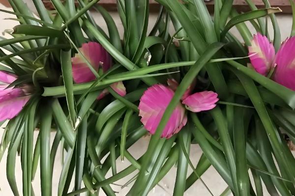 紫花凤梨如何浇水，生长旺盛期需要勤浇水