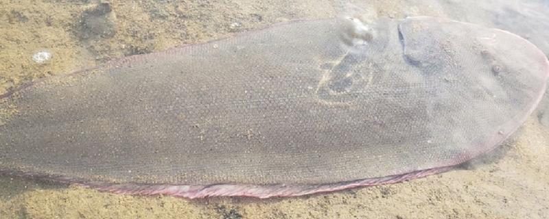 龙利鱼的产地，尤以黄海、渤海最常见