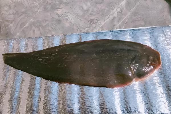 龙利鱼的产地，尤以黄海、渤海最常见