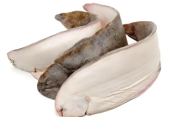 龙利鱼的产地，尤以黄海、渤海最常见