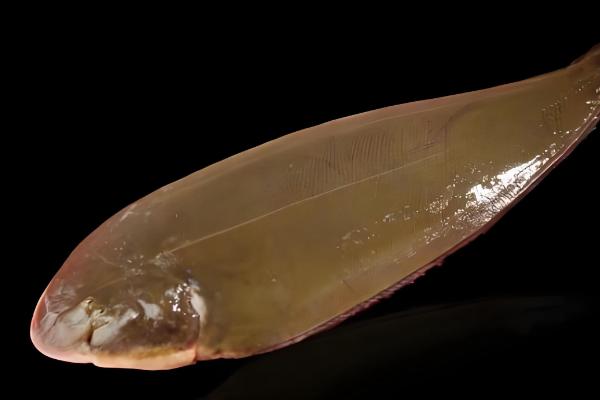 龙利鱼的产地，尤以黄海、渤海最常见