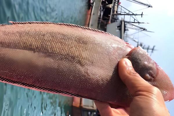 龙利鱼的产地，尤以黄海、渤海最常见