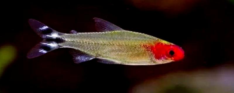 红鼻剪刀鱼可以长多大，主要取决于饲养环境