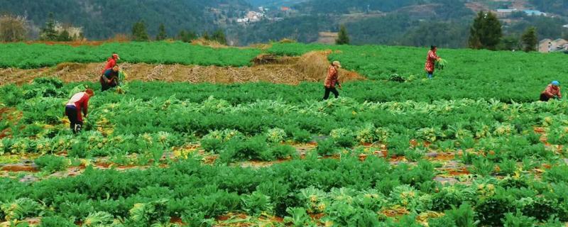 雪菜的种植方法，可以在春季和秋季进行