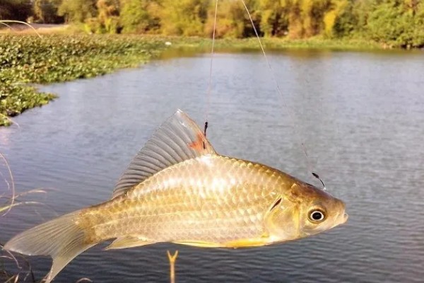 野钓用什么鱼钩，推荐伊势尼钩、伊豆钩等