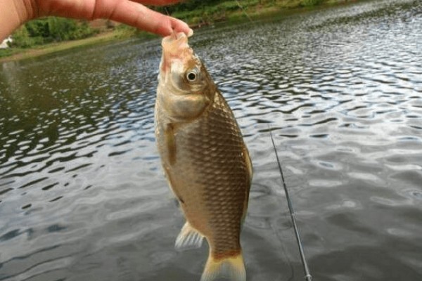 野钓用什么鱼钩，推荐伊势尼钩、伊豆钩等