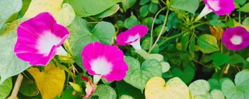 牵牛花夏天还可以种种子吗,夏天可以种