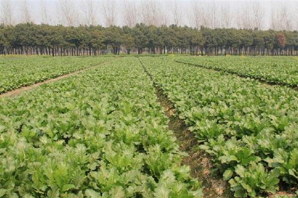 雪菜的种植方法，可以在春季和秋季进行