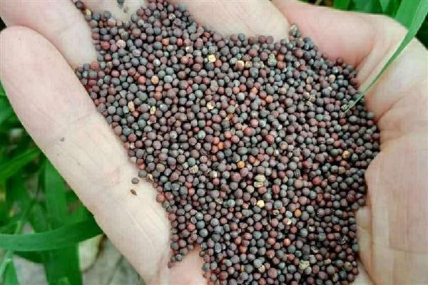 雪菜的种植方法，可以在春季和秋季进行