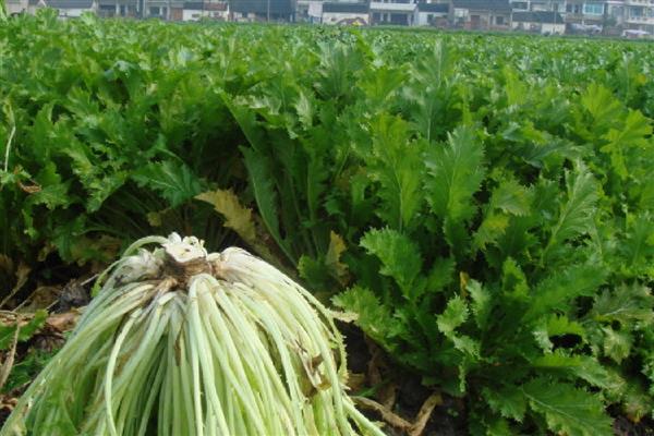 雪菜的种植方法，可以在春季和秋季进行