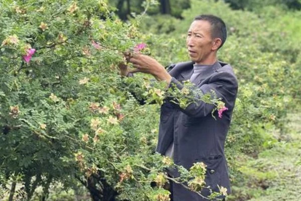 金刺梨能在家里种吗，可以在家中种植