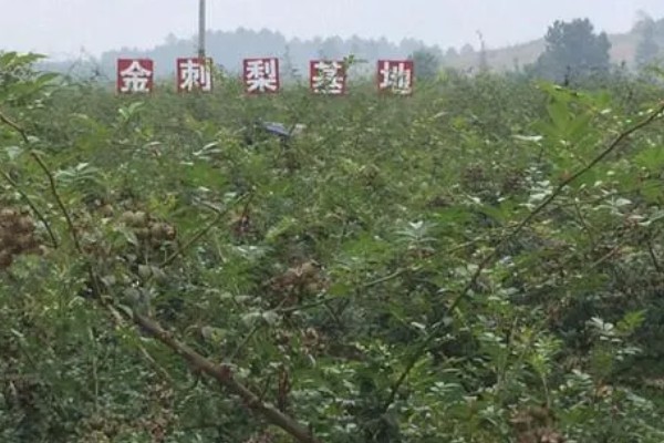 金刺梨能在家里种吗，可以在家中种植