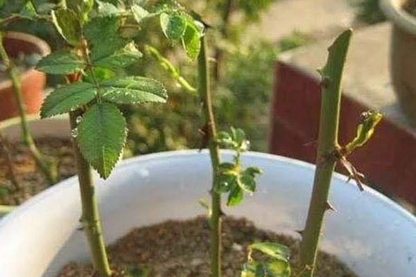 金刺梨能在家里种吗，可以在家中种植