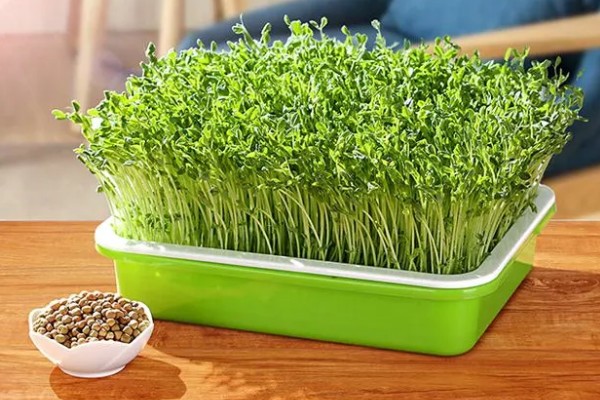 芽苗菜的育苗方法,播种前需浸种