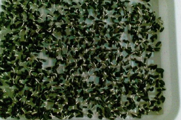 芽苗菜的育苗方法,播种前需浸种