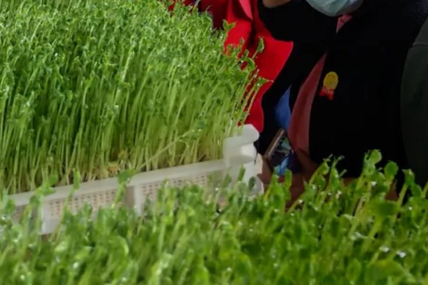 芽苗菜的育苗方法,播种前需浸种