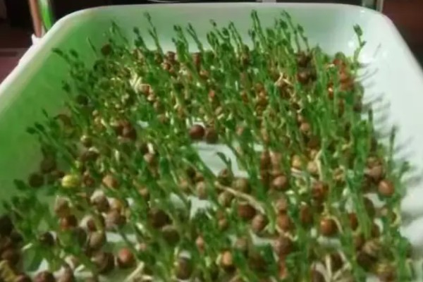 芽苗菜的育苗方法,播种前需浸种