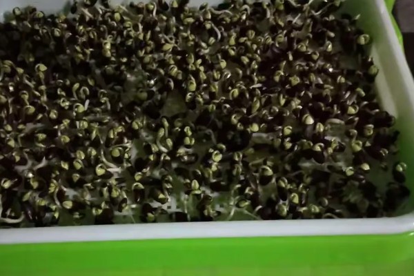 芽苗菜的育苗方法,播种前需浸种