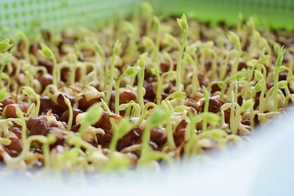 芽苗菜的育苗方法,播种前需浸种