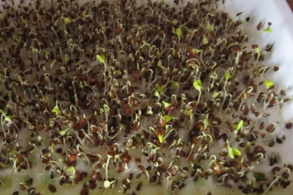 芽苗菜的育苗方法,播种前需浸种