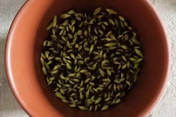 芽苗菜的育苗方法,播种前需浸种