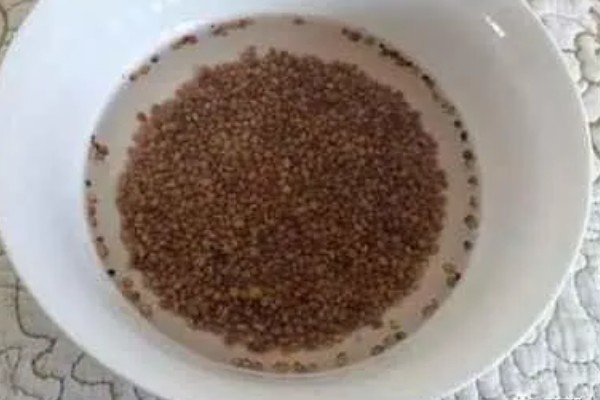 芽苗菜的育苗方法,播种前需浸种